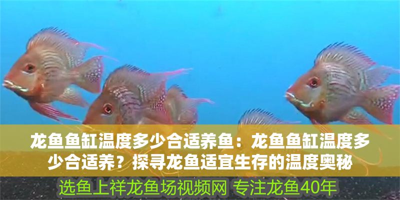 龍魚魚缸溫度多少合適養魚：龍魚魚缸溫度多少合適養？探尋龍魚適宜生存的溫度奧秘