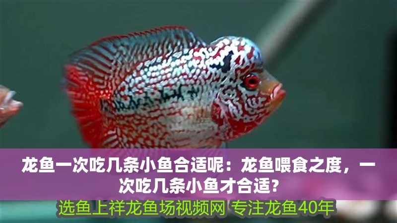 龍魚一次吃幾條小魚合適呢：龍魚喂食之度，一次吃幾條小魚才合適？