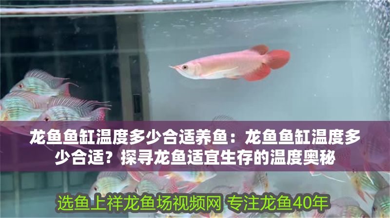 龍魚魚缸溫度多少合適養魚：龍魚魚缸溫度多少合適？探尋龍魚適宜生存的溫度奧秘