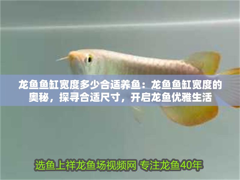 龍魚魚缸寬度多少合適養魚：龍魚魚缸寬度的奧秘，探尋合適尺寸，開啟龍魚優雅生活