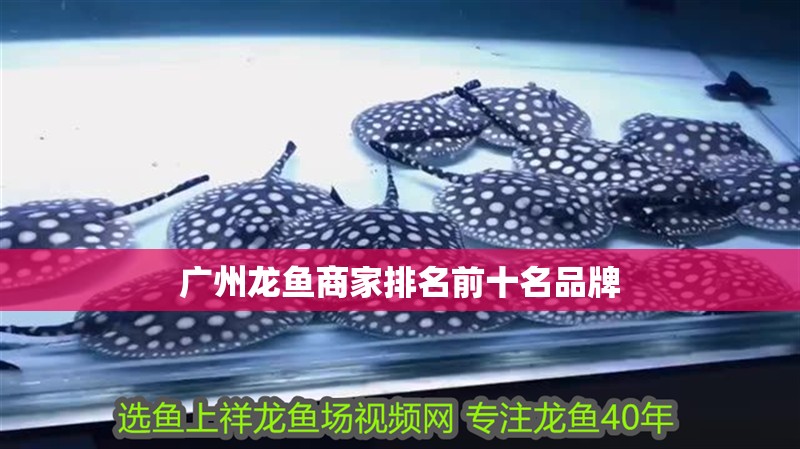 廣州龍魚商家排名前十名品牌