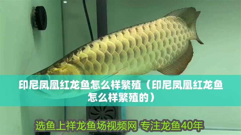 印尼鳳凰紅龍魚怎么樣繁殖（印尼鳳凰紅龍魚怎么樣繁殖的）