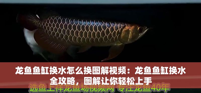 龍魚魚缸換水怎么換圖解視頻：龍魚魚缸換水全攻略，圖解讓你輕松上手