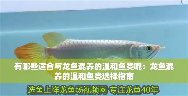 有哪些適合與龍魚混養的溫和魚類呢：龍魚混養的溫和魚類選擇指南