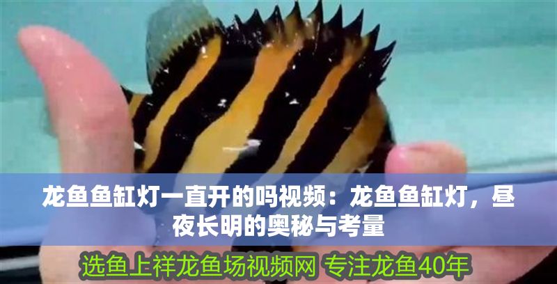 龍魚魚缸燈一直開的嗎視頻：龍魚魚缸燈，晝夜長明的奧秘與考量