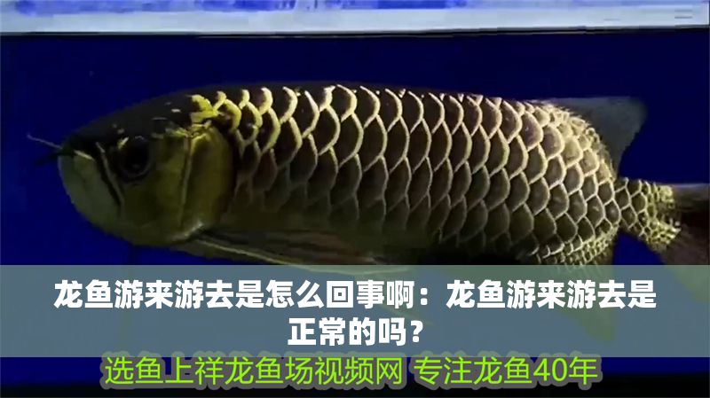 龍魚游來游去是怎么回事啊：龍魚游來游去是正常的嗎？