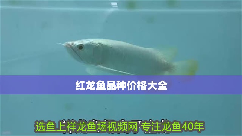 紅龍魚品種價格大全 紅龍魚品種價格大全 龍魚百科
