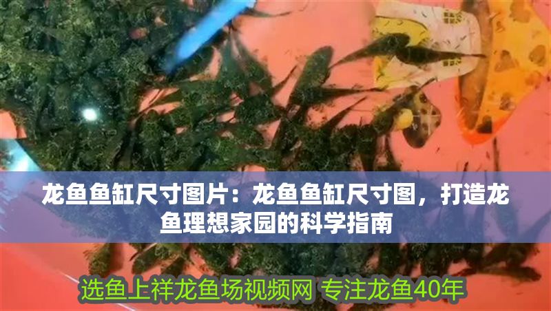 龍魚魚缸尺寸圖片:龍魚魚缸尺寸圖,打造龍魚理想家園的科學指南 龍魚百科 第1張 龍魚魚缸尺寸圖片:龍魚魚缸尺寸圖,打造龍魚理想家園的科學指南 龍魚魚缸尺寸圖片:龍魚魚缸尺寸圖,打造龍魚理想家園的科學指南 龍魚百科 第1張