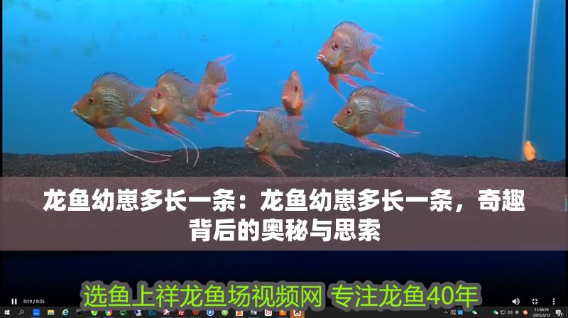龍魚幼崽多長一條：龍魚幼崽多長一條，奇趣背后的奧秘與思索