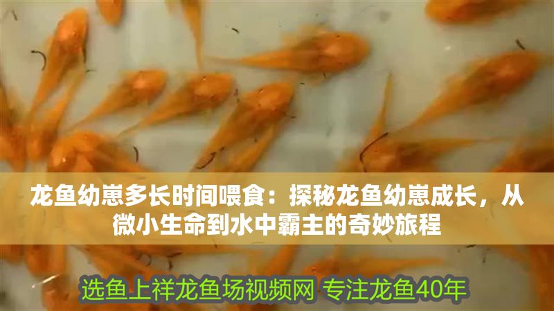 龍魚幼崽多長時間喂食：探秘龍魚幼崽成長，從微小生命到水中霸主的奇妙旅程