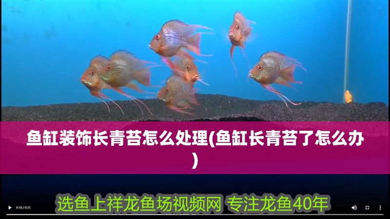 魚缸裝飾長青苔怎么處理(魚缸長青苔了怎么辦) 魚缸裝飾長青苔怎么處理(魚缸長青苔了怎么辦) 觀賞魚百科