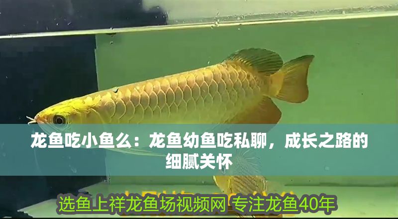 龍魚吃小魚么：龍魚幼魚吃私聊，成長之路的細膩關懷