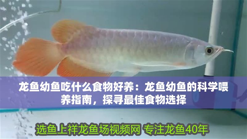 龍魚幼魚吃什么食物好養(yǎng)：龍魚幼魚的科學(xué)喂養(yǎng)指南，探尋最佳食物選擇