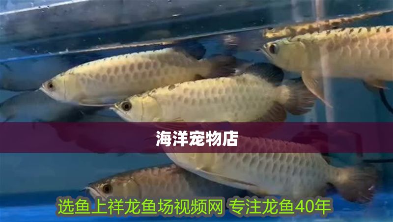 海洋寵物店 全國水族館企業(yè)名錄 第1張 海洋寵物店 海洋寵物店 全國水族館企業(yè)名錄 第1張
