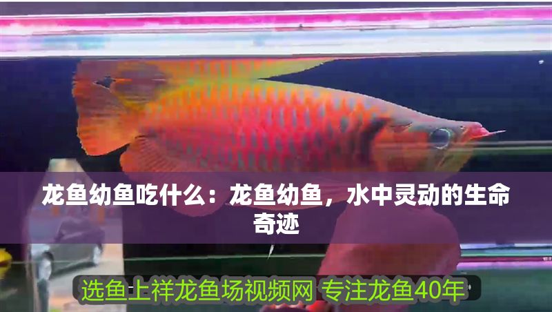 龍魚幼魚吃什么：龍魚幼魚，水中靈動的生命奇跡