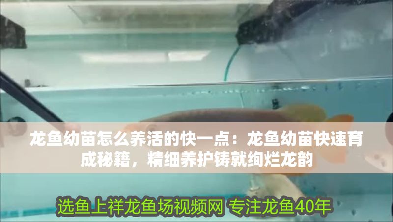 龍魚幼苗怎么養活的快一點：龍魚幼苗快速育成秘籍，精細養護鑄就絢爛龍韻