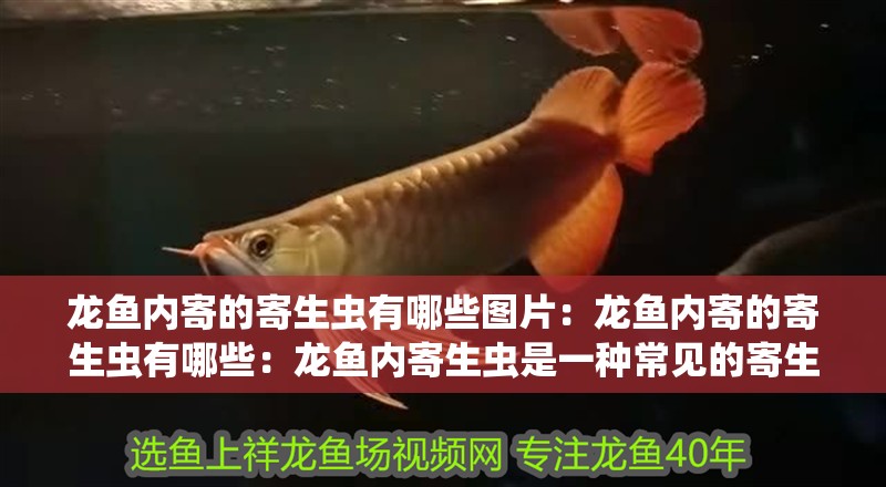 龍魚內寄的寄生蟲有哪些圖片：龍魚內寄的寄生蟲有哪些：龍魚內寄生蟲是一種常見的寄生蟲及其圖片：龍魚內寄寄生蟲及其圖片