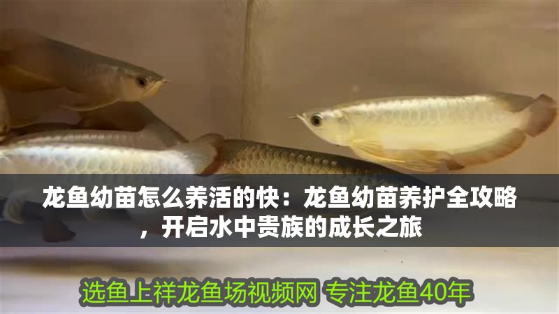 龍魚幼苗怎么養活的快：龍魚幼苗養護全攻略，開啟水中貴族的成長之旅