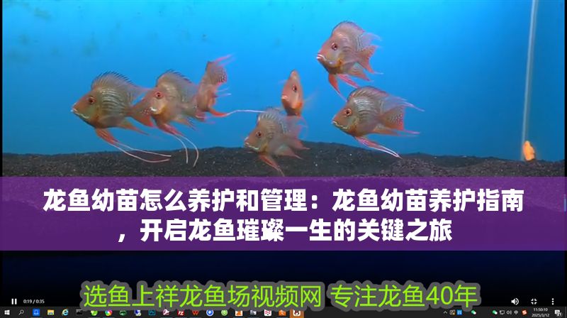 龍魚幼苗怎么養(yǎng)護和管理：龍魚幼苗養(yǎng)護指南，開啟龍魚璀璨一生的關(guān)鍵之旅