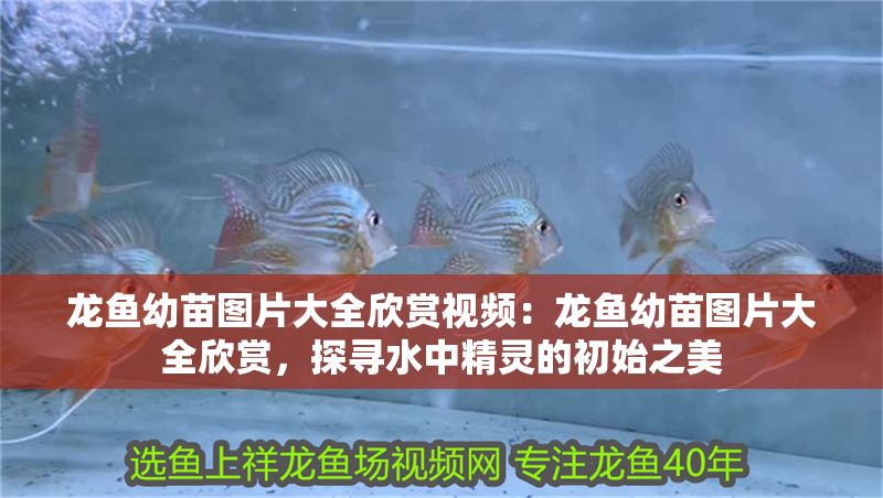龍魚幼苗圖片大全欣賞視頻：龍魚幼苗圖片大全欣賞，探尋水中精靈的初始之美