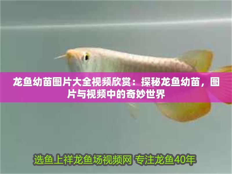 創新記錄666 創新記錄666 龍魚論壇 第1張