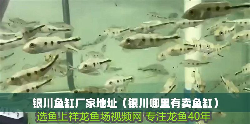 銀川魚缸廠家地址（銀川哪里有賣魚缸）