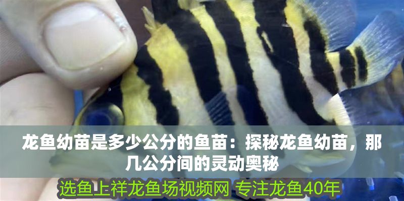 龍魚(yú)幼苗是多少公分的魚(yú)苗：探秘龍魚(yú)幼苗，那幾公分間的靈動(dòng)奧秘