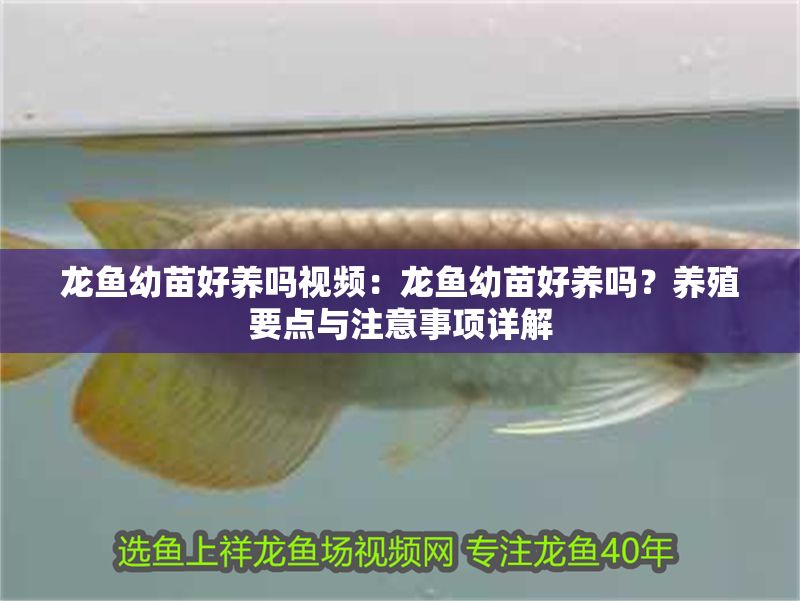 龍魚(yú)幼苗好養(yǎng)嗎視頻：龍魚(yú)幼苗好養(yǎng)嗎？養(yǎng)殖要點(diǎn)與注意事項(xiàng)詳解