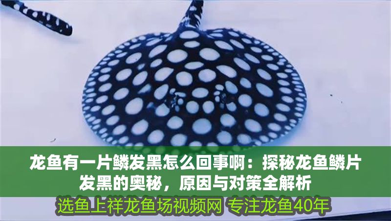 龍魚有一片鱗發黑怎么回事?。禾矫佚堲~鱗片發黑的奧秘，原因與對策全解析