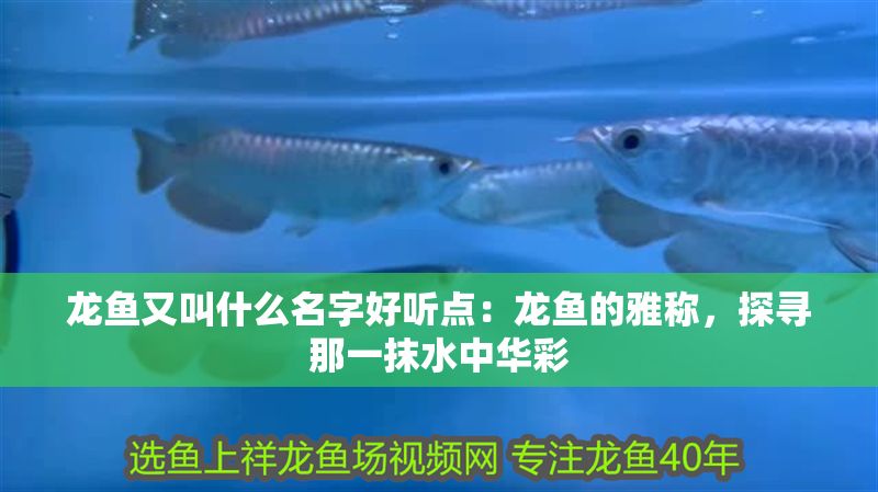 龍魚又叫什么名字好聽點：龍魚的雅稱，探尋那一抹水中華彩