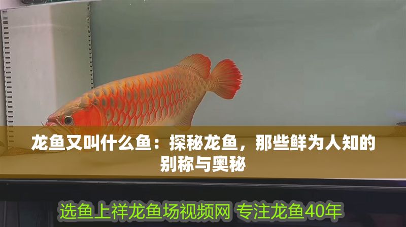龍魚又叫什么魚：探秘龍魚，那些鮮為人知的別稱與奧秘
