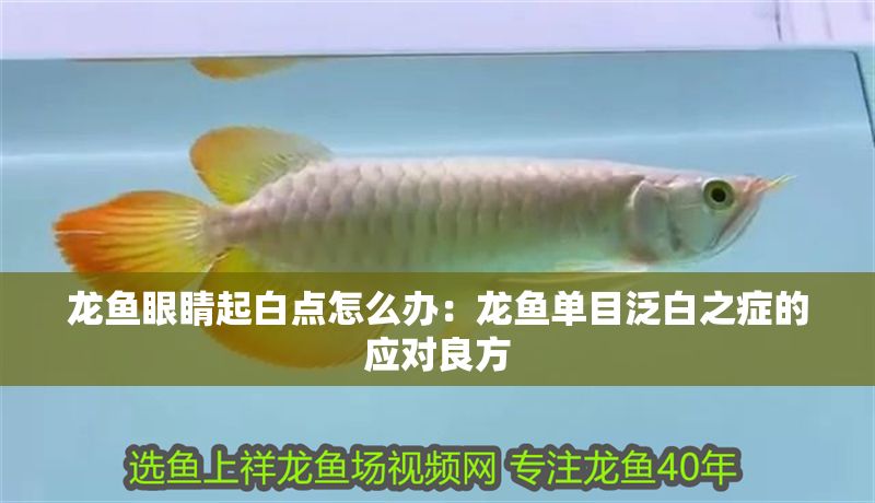 龍魚眼睛起白點(diǎn)怎么辦：龍魚單目泛白之癥的應(yīng)對良方