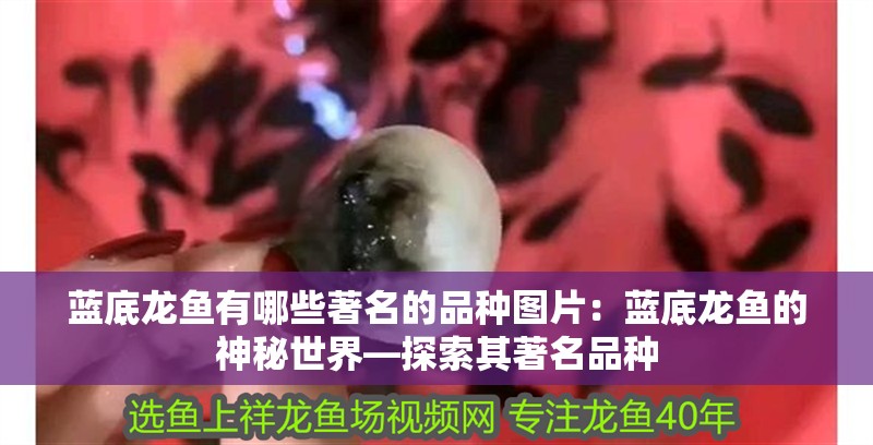藍底龍魚有哪些著名的品種圖片：藍底龍魚的神秘世界—探索其著名品種