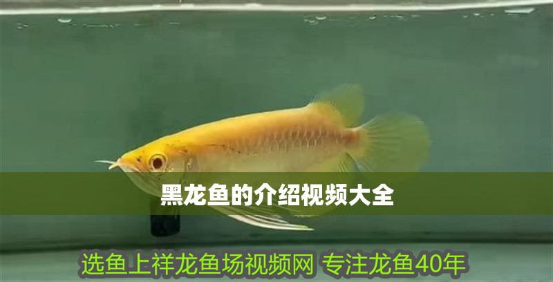 龍魚缸需要一直打氧嗎：養(yǎng)魚是否需要一直打氧取決于具體的飼養(yǎng)條件和情況和情況