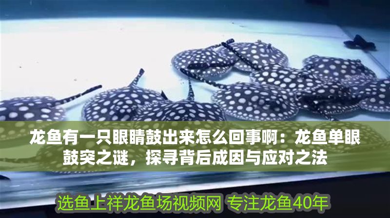 龍魚有一只眼睛鼓出來怎么回事啊：龍魚單眼鼓突之謎，探尋背后成因與應對之法