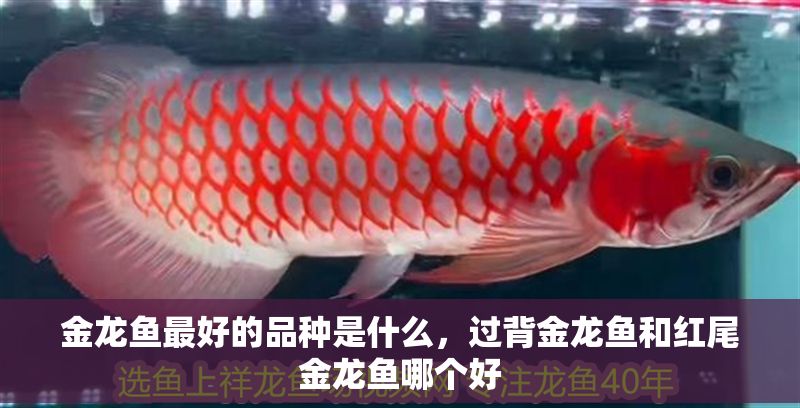 金龍魚最好的品種是什么，過背金龍魚和紅尾金龍魚哪個好