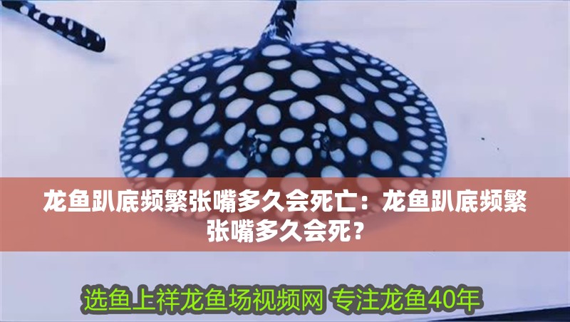 龍魚趴底頻繁張嘴多久會(huì)死亡：龍魚趴底頻繁張嘴多久會(huì)死？