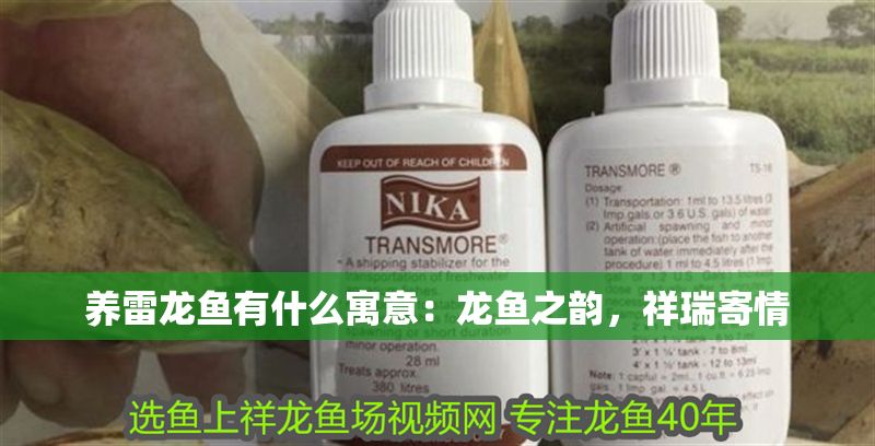 養(yǎng)雷龍魚有什么寓意：龍魚之韻，祥瑞寄情