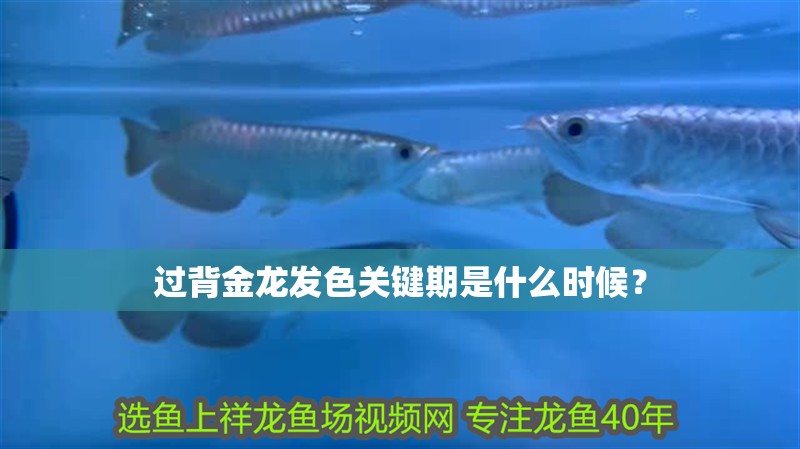 過背金龍發色關鍵期是什么時候？