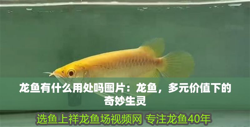 龍魚有什么用處嗎圖片：龍魚，多元價值下的奇妙生靈
