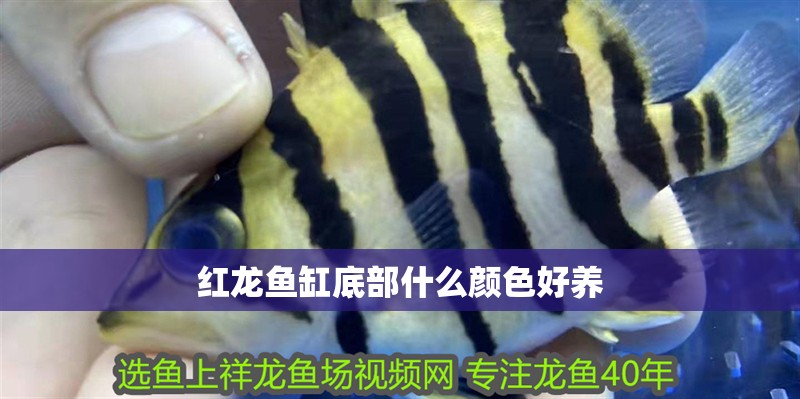 紅龍魚缸底部什么顏色好養