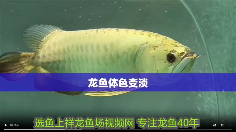 龍魚體色變淡