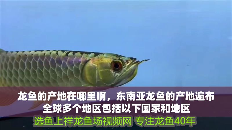 龍魚的產地在哪里啊，東南亞龍魚的產地遍布全球多個地區包括以下國家和地區