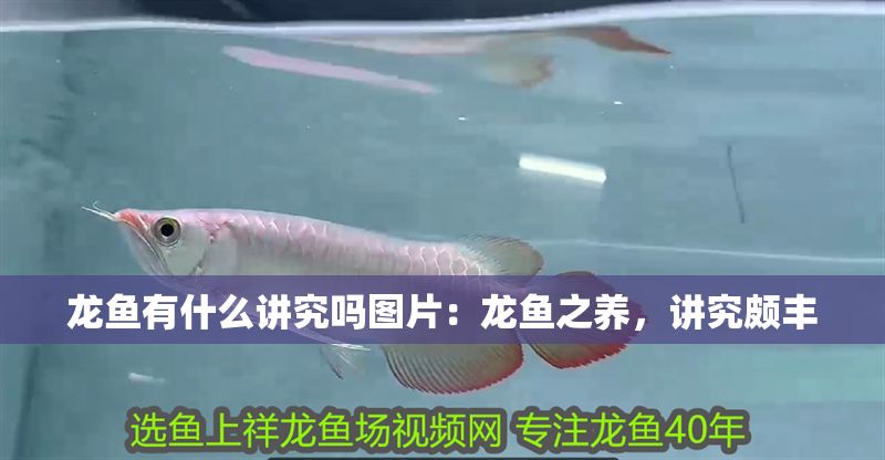 龍魚有什么講究嗎圖片：龍魚之養(yǎng)，講究頗豐