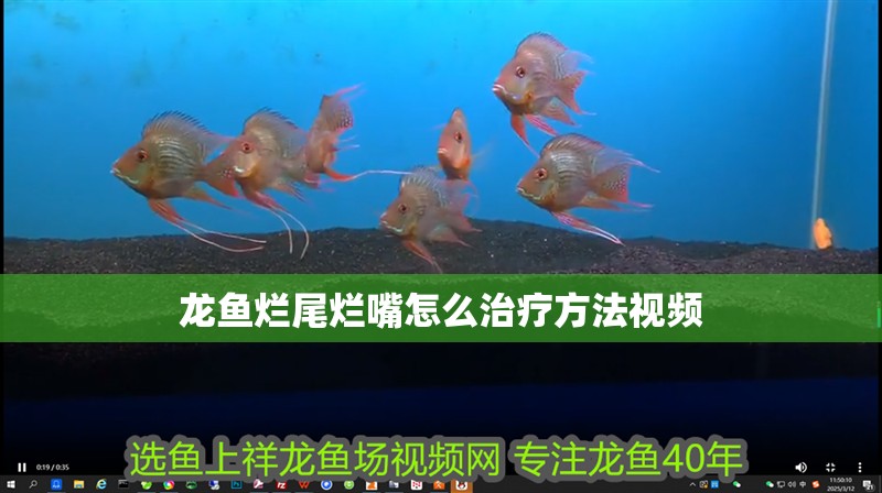 龍魚爛尾爛嘴怎么治療方法視頻