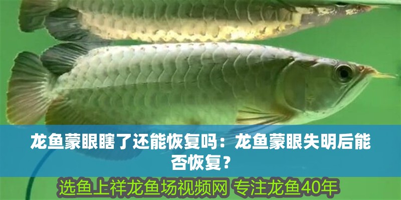 龍魚蒙眼瞎了還能恢復嗎：龍魚蒙眼失明后能否恢復？