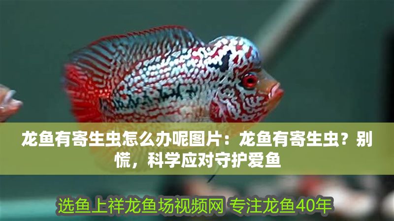 龍魚有寄生蟲怎么辦呢圖片：龍魚有寄生蟲？別慌，科學應對守護愛魚