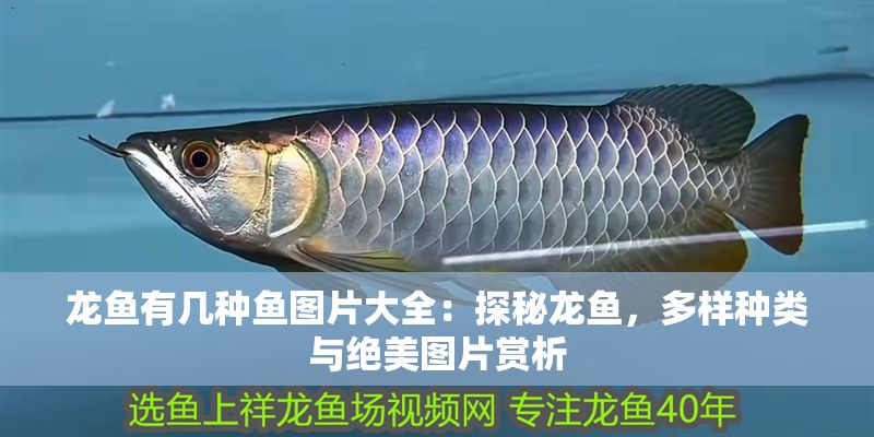 龍魚有幾種魚圖片大全：探秘龍魚，多樣種類與絕美圖片賞析