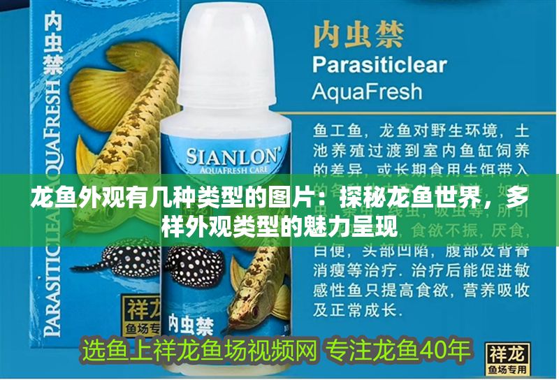 龍魚外觀有幾種類型的圖片：探秘龍魚世界，多樣外觀類型的魅力呈現
