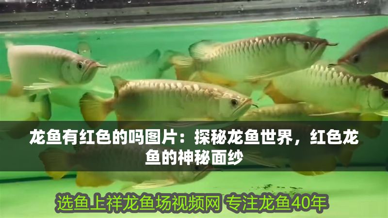 龍魚有紅色的嗎圖片：探秘龍魚世界，紅色龍魚的神秘面紗